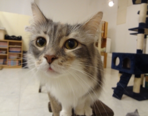 neko