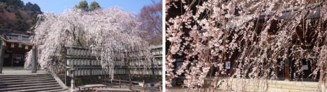 大石桜（大石神社）