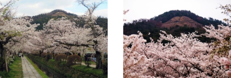 関雪桜（哲学の道）