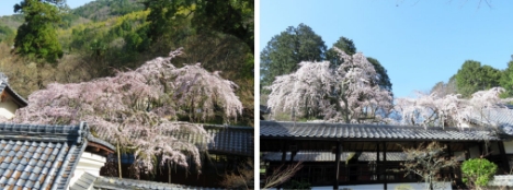 なりひら桜（十輪寺）