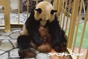 アドベンチャーワールド、9月18日生まれのジャイアントパンダの赤ちゃんを10月1日から一般公開&名前募集、これまでの成長過程を動画で公開